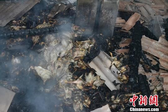 广西钦州一养殖场火灾 8千只鸡变“烤鸡”